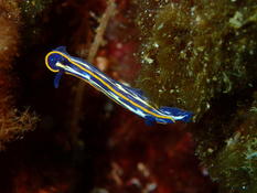 doris de fontandrau (felimare fontandraui) ou doris tricolore (felimare tricolor) ??
