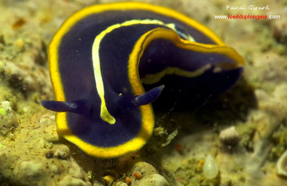 <p>Le T devant les rhinophores n'est pas toujours présent, des fois à moitié ou comme ici absent. En cadeau cette photo, toujours sans T ;-)</p>
