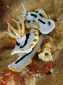  Doris des Philippines - Chromodoris sp29 ?