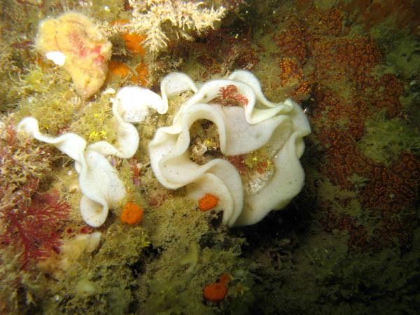 Une ponte ressemblante photographiée en Rance (Bretagne nord), il y avait un <em>Jorunna tomentosa</em> à côté. A parcourir les fiches de doridiens...