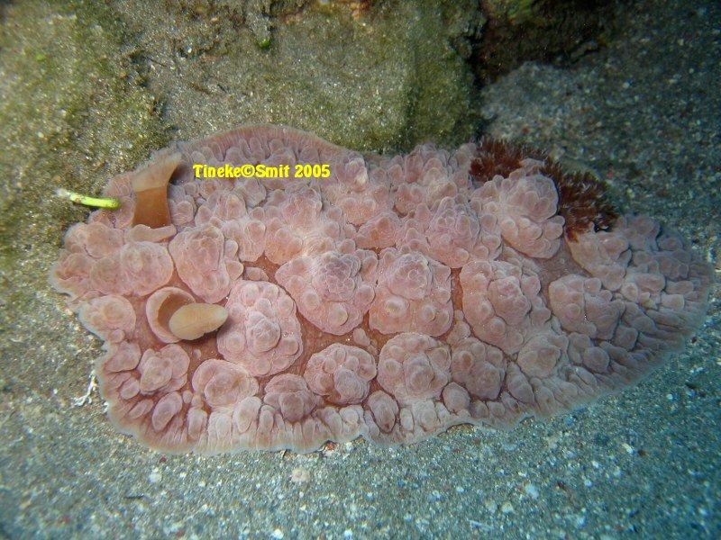 <p>Probablement a dendrodoris tuberculosa, j'ai eu le même d'Egypt.</p>