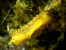 Doris occeligera ?