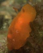 Doris orange