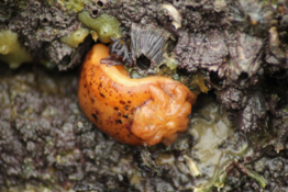 Doris pseudoargus