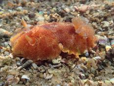 Doris pseudoargus - Citron de mer ou Doris citron