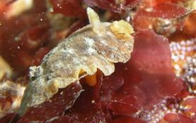  	 Doris pseudoargus  Citron de mer?