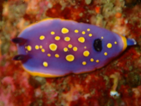 Doris tachetée mauve dans le Finistère