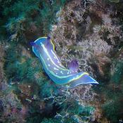 Doris tricolore d'un bleu très pâle