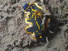 doris tricolore ou cantabrique ?
