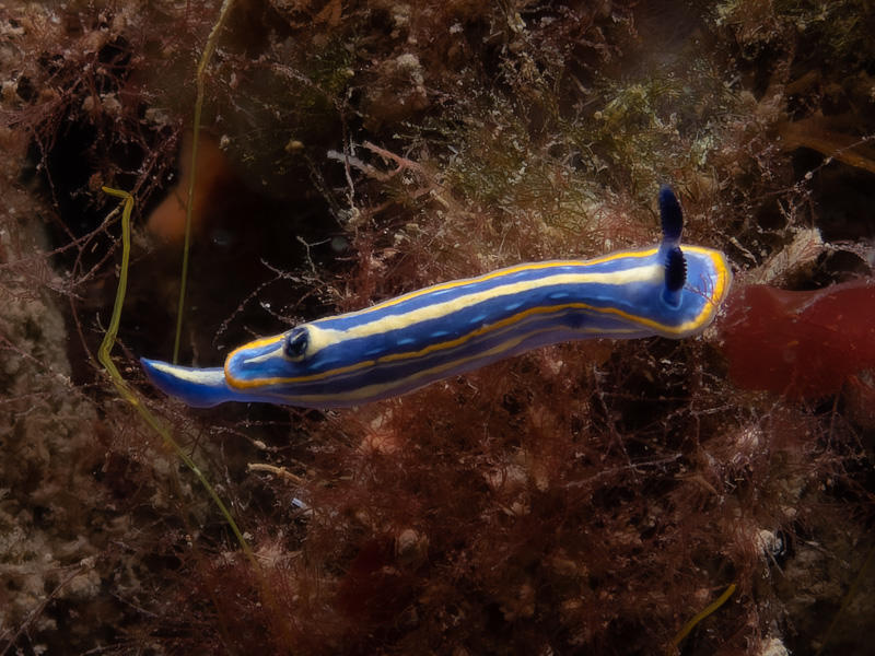 Doris tricolore ou doris de Villefranche ?