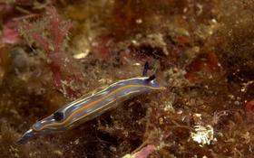 Doris tricolore?