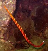 Doryrhamphus pessuliferus ou D. multiannulatus