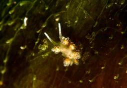 Doto coronata