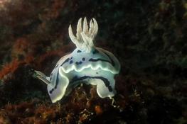 doute sur ce nudi