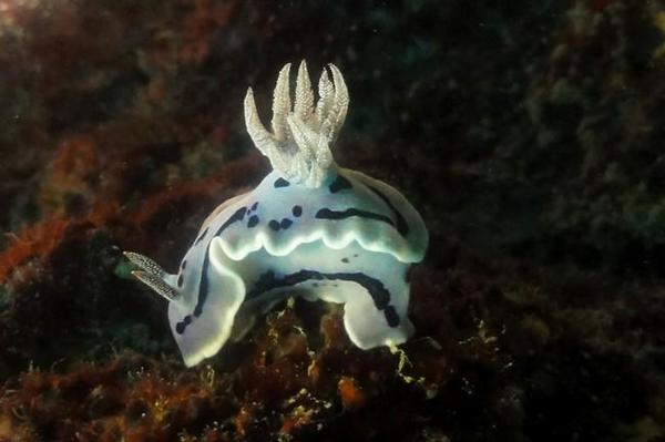 doute sur ce nudi