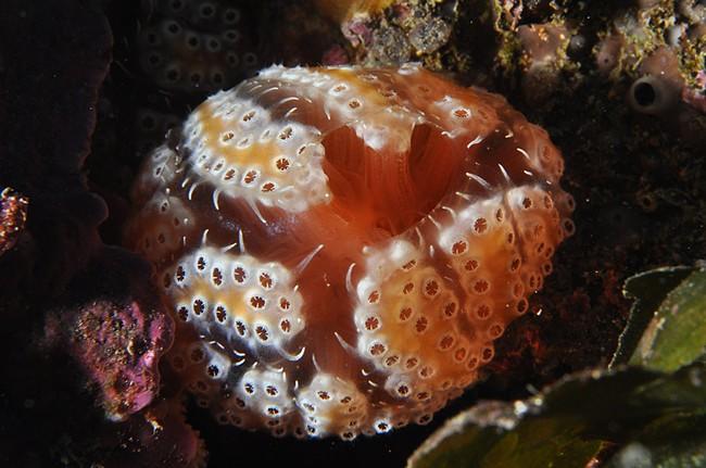 <em>Aplidium elegans</em> peut-être ? <br />En tout cas cela ressemble fort à ce que j'avais photographié en mars à Marseille, sur le site du Moyad...