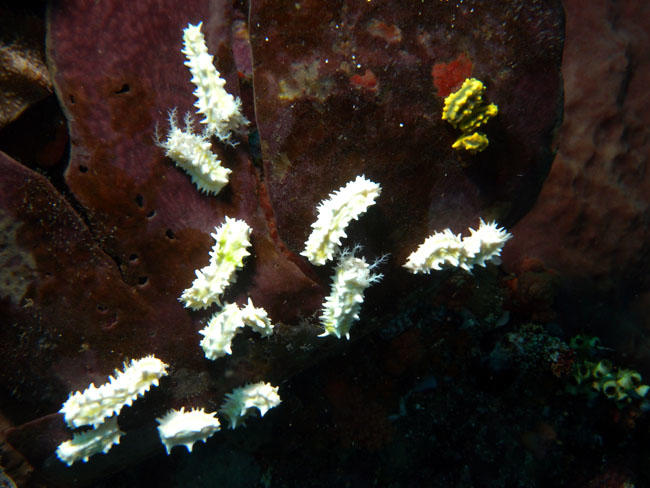 <em>Colochirus robustus</em> (<em>Pentacta lutea) </em>est une toute petite holothurie habituellement jaune vif. Au sud de l'ile de Pantar, proche...