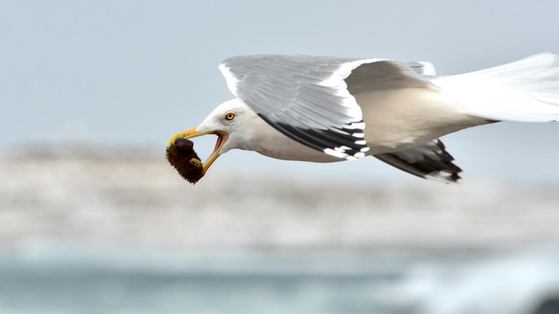 <p>Pris sur le fait : le goéland argenté ! Il ramasse les oursins à marée basse puis les fait tomber de quelques dizaines de mètres de haut pour le...