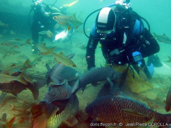 Eau douce : comme dans un aquarium