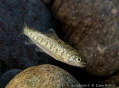 Eau douce corse : Salmo trutta macrostigma