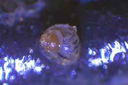 Eau douce: Gastéropode venant de naître