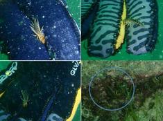 Eau douce: Insecte à identifier