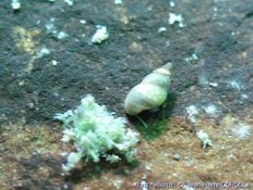 Eau douce : Potamopyrgus antipodarum ?