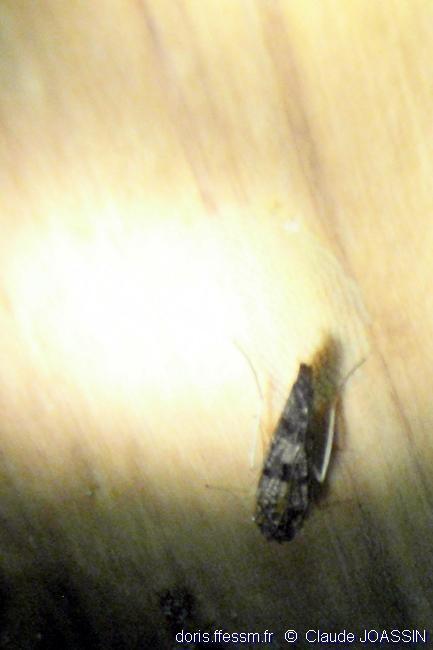 Une autre photo du même insecte sous un angle légèrement différent.