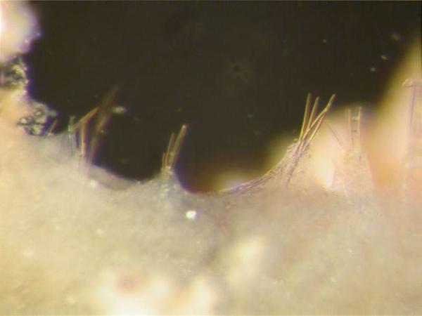 Eau douce : Spongilla lacustris