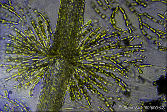 Et la vue microscope pour terminer!<br /><br />Et effectivement il y a une très forte ressemblance avec <em>Batrachospermum gelatinosum</em> <br />...