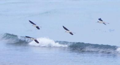 Avant-hier à la Ciotat, un groupe de cinq échasses blanches (confirmé par un copain ornitho), volant en cercles au ras de l'eau devant les plages.