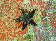 Echinoderme