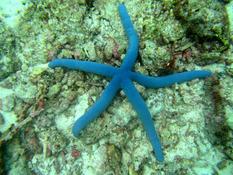 Echinoderme Thaïlande