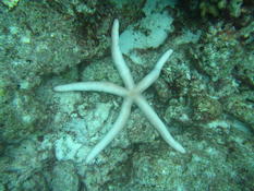 Echinoderme Thaïlande