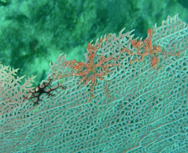 Je reviens sur ce post : non, erreur d'identification, ce n'est pas un <em>Schizostella</em> mais bien un bébé A<em>strophyton</em>, quelque peu at...