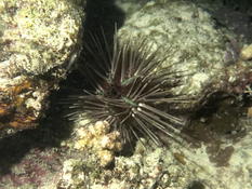 Echinothrix diadema ?