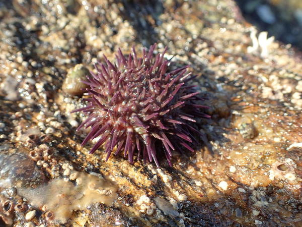 Echinus esculentus ou Paracentrotus lividus ?