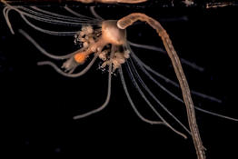Ectopleura dumortierii ?