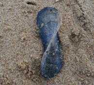 Embryon de coquille ?