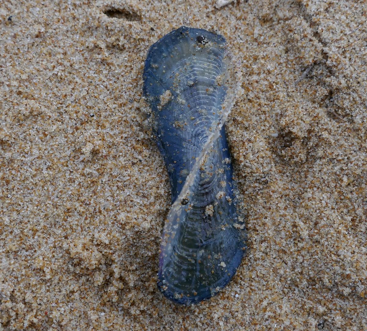 Embryon de coquille ?