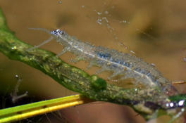 en eau douce, plein de pattes, translucide... ?