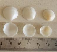 Encore des coquilles