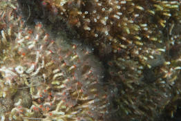 Encore des polychètes en Méditerranée
