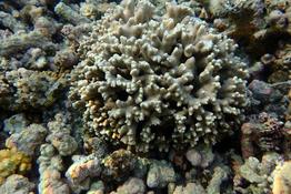 encore peut-être un autre Porites, mais lequel ? (Réunion)