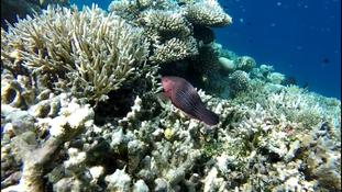 Encore un beau poisson !