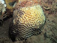 Encore un corail de Mayotte
