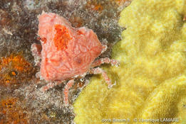 Encore un crabe antillais