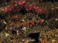 Encore un dragonet à identifier