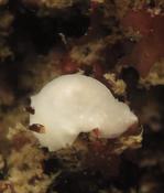 encore un nudi !