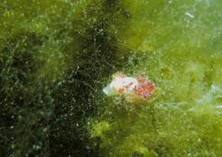 encore un nudibtranche à Thau